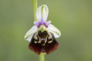 Wildflower Photography Prints: Bumblebee orchid