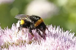 Hymenoptera Insect Images Prints: Bumblebee visiting flowers