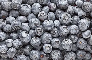 Blueberry Macro Prints: Bunch of blueberries background macro image