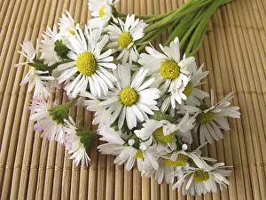 Wildflower Bouquet Prints: A bunch of daisies