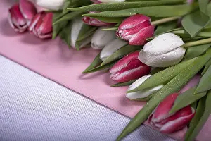 Spring Blooming Plants Prints: The bunch of fresh tulips on the texture surface