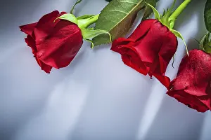 Fresh Cut Flowers Prints: Bunch of roses on white background