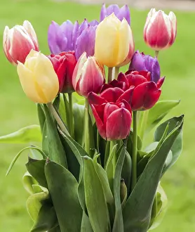 Rural England Scenery Prints: A bunch of tulips in spring