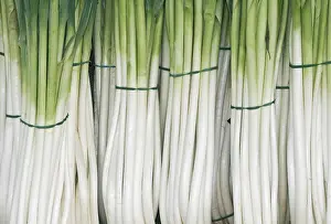 Asparagales Order Plants Prints: Bunches of Leeks or Spring Onions