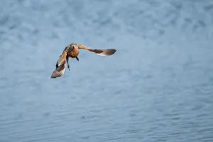 Botswana National Park Animals Prints: Burchell's sandgrouse (Pterocles burchelli) in flight