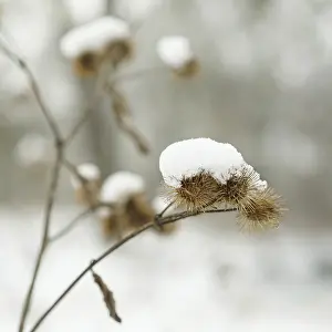 Asteraceae Family Plants Prints: Burdock with snow in winter