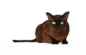Prints of Burmese cat Burmese Prints: Burmese Cat Print