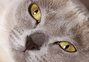 Prints of Burmese cat Burmese Prints: Burmese Cat Print