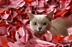 Prints of Burmese cat Burmese Prints: Burmese Cat Print