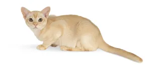 Cute Kitten Photo Prints: Burmese kitten on a white studio background
