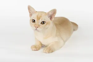 Purebred Domestic Cat Prints: Burmese kitten on a white studio background