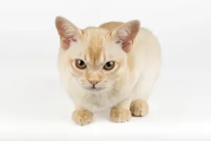 Cute Young Animal Prints: Burmese kitten on a white studio background