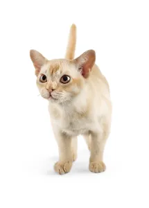 Cute Young Animal Prints: Burmese kitten on a white studio background