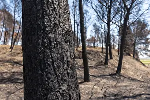 Global Warming Impact Prints: Detail of a burned tree in the forest burned in a forest fire