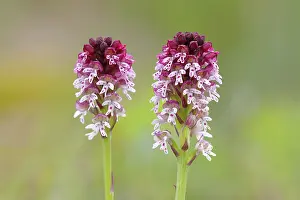 Lake Neusiedl National Park Prints: Burnt-tip orchid (Neotinea ustulata)