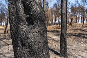Global Warming Effects Prints: Burnt tree in the forest burned in a forest fire