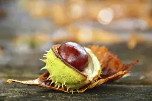 Chestnut Tree Prints: Burst chestnut (Castanea) with shell