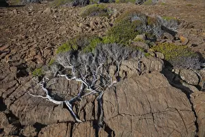 Oceania Nature Photography Prints: Bush pressed into the rock by the wind