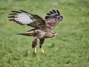Natural Environment Prints: Bussard
