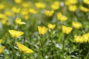 Ranunculus Flower Prints: Buttercup (Ranunculus)