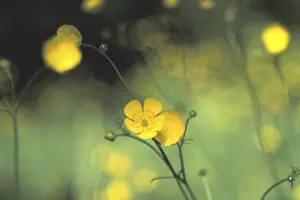 Yellow Buttercup Flowers Prints: Buttercups