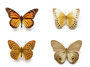 Natural Environment Animal Pictures Prints: Butterflies