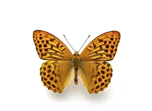 Orange Colored Insect Prints: A butterfly