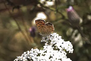 Lepidopteran Species Prints: Butterfly