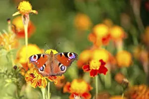 Insect Photography Prints: Butterfly on a flower in the wild