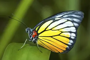 Pterygote Insect Photoshoots Prints: Butterfly on a leaf