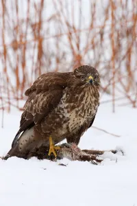 Birds Of Prey In Winter Prints: Buzzard