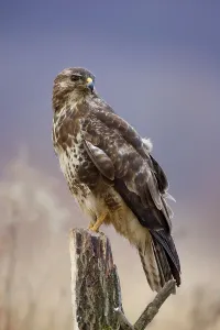 Wild Animal Winter Prints: Buzzard