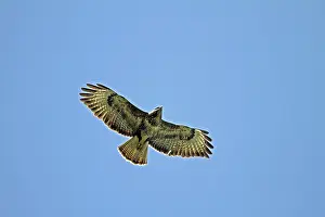 Deserted Landscape Bird Photo Prints: Buzzard (Buteo buteo), flight pattern