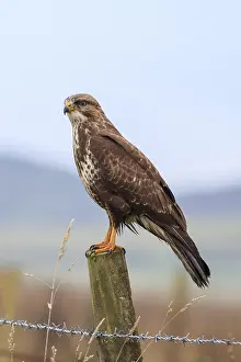 Steppe Buzzard Habitat Prints: Buzzard (Buteo buteo) perched on a post