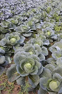 Uninhabited Farm Land Prints: Cabbage in a field