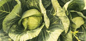 Austrian Countryside View Prints: Cabbage field in a sunset light