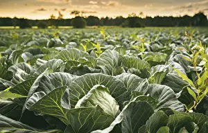 European Countryside View Prints: Cabbage field in a sunset light