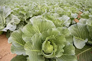 Images Dated 11th December 2024: Cabbage Fields in Spain Print