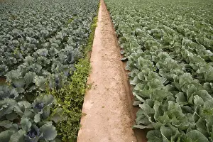 Images Dated 11th December 2024: Cabbage Fields in Spain Print