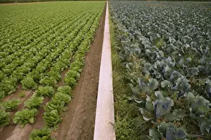 Images Dated 11th December 2024: Cabbage Fields Print in Spain
