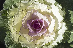 Leafy Greens Nutrition Prints: Cabbage Salad