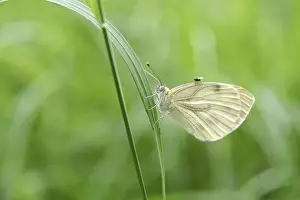 Framed Print : Cabbage White Butterfly Print Framed Print : Cabbage White Butterfly Print