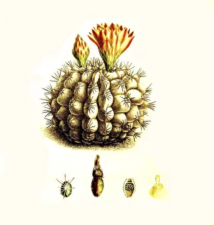 Deserted Cactus Landscape Prints: Cacti, Echinocactus centeterius