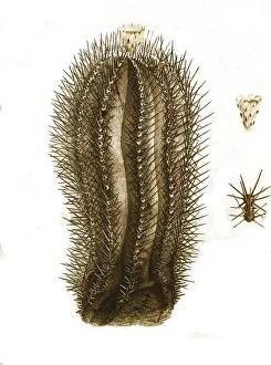 Historical Print of Echinocactus marginatus, Digitally Restored