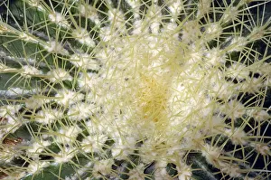 Prickly Plant Photos Prints: Cactus Echinocactus grusonii