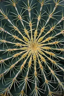 Ferocactus Histrix Prints: Cactus (Ferocactus histrix), detail