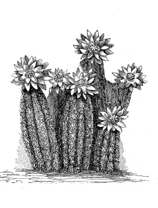 Cactus caespitosus Print with Flower
