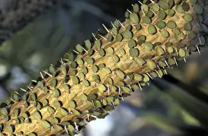 Colorful Vegetation Prints: Cactus with leafs