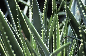 Colorful Macro Photography Prints: Cactus leaves