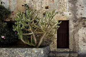 Historic Monastery Complex Crete Prints: Cactus in the monastery complex of Preveli Monastery